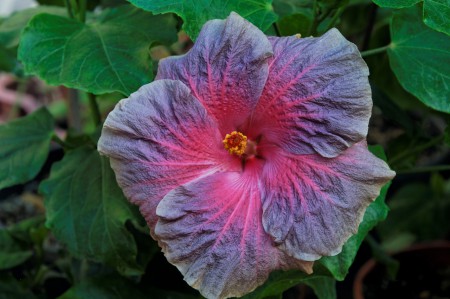 Hibiscus T. Dream
